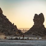 herd of goat near mountains during day