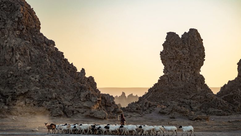 Les merveilles naturelles de Djibouti et admirer ses flamants roses